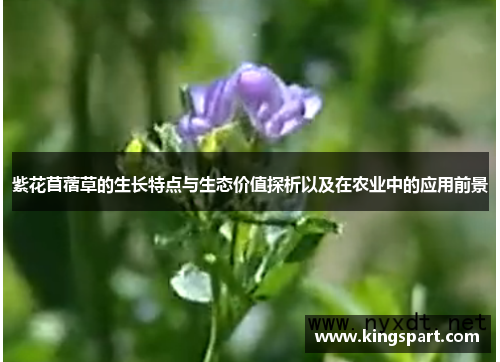 紫花苜蓿草的生长特点与生态价值探析以及在农业中的应用前景 紫花苜蓿草的生长特点与生态价值探析以及在农业中的应用前景